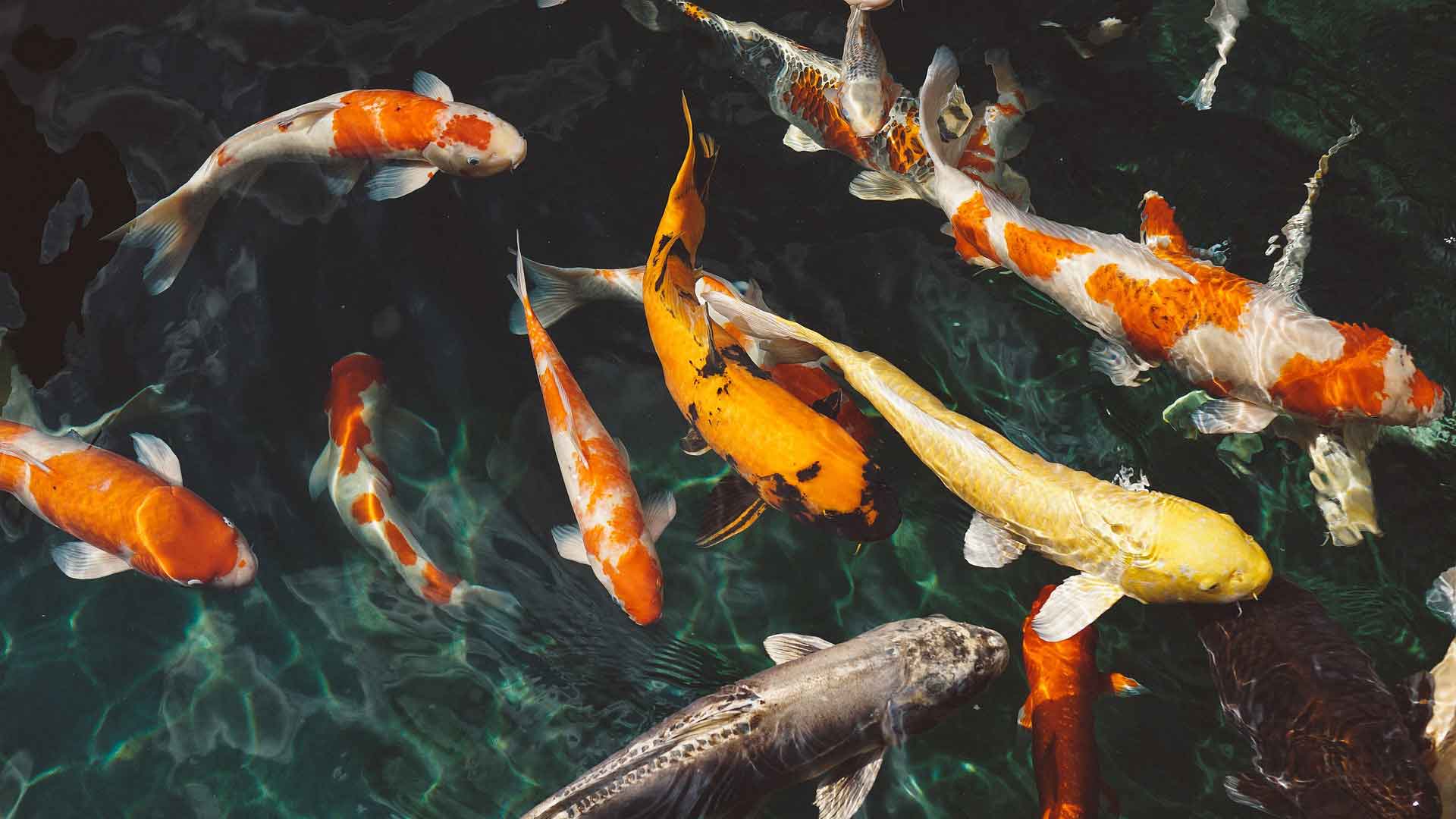 A photo of Fishes