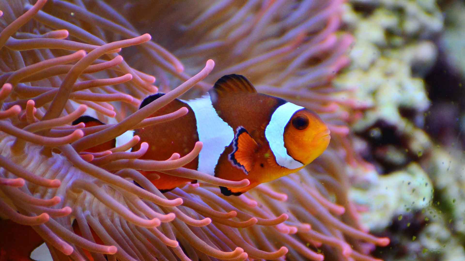 A photo of Animals