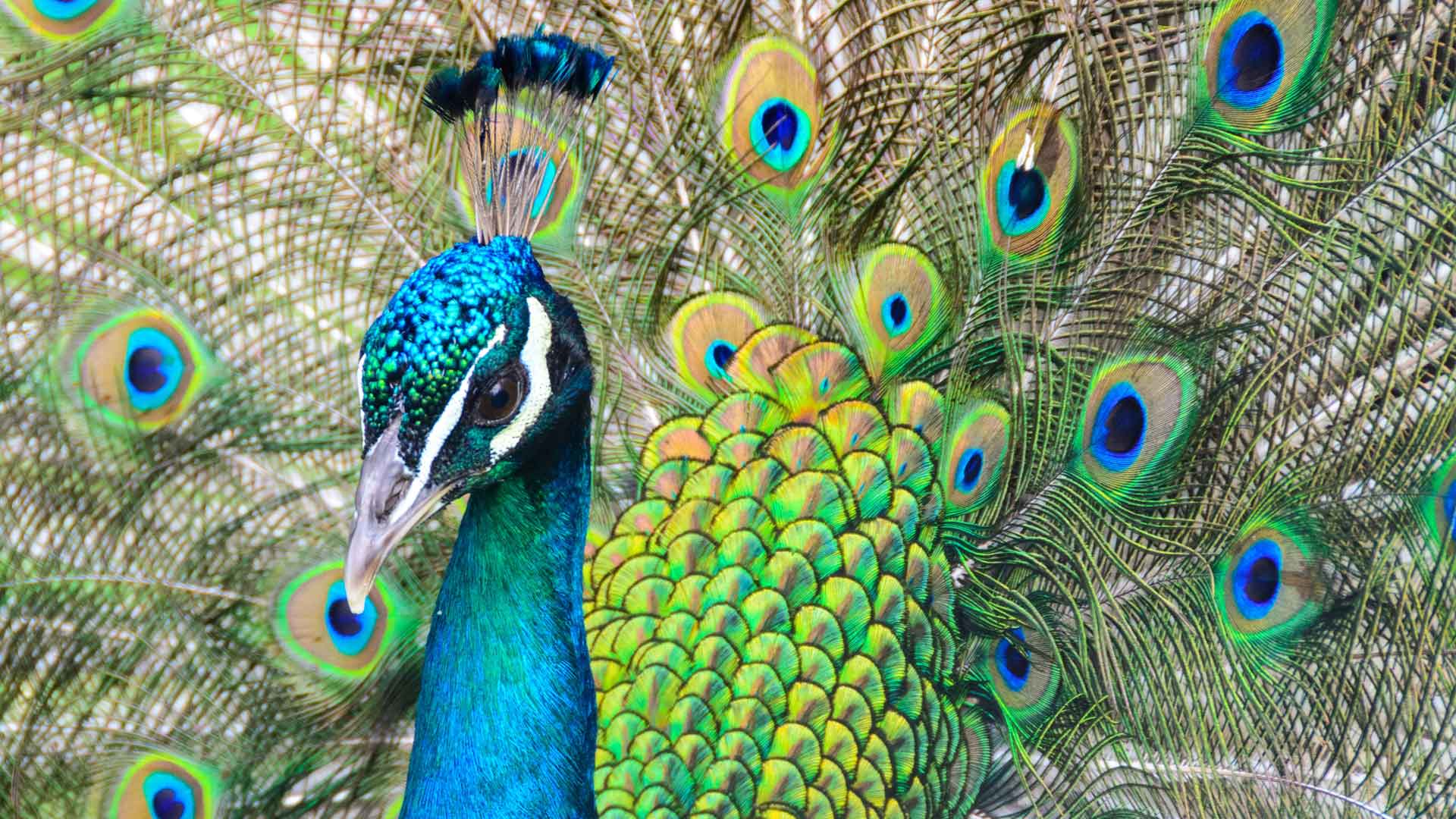 A photo of Birds