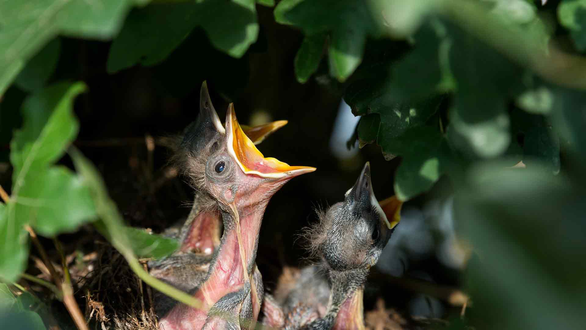 A photo of Animal babies