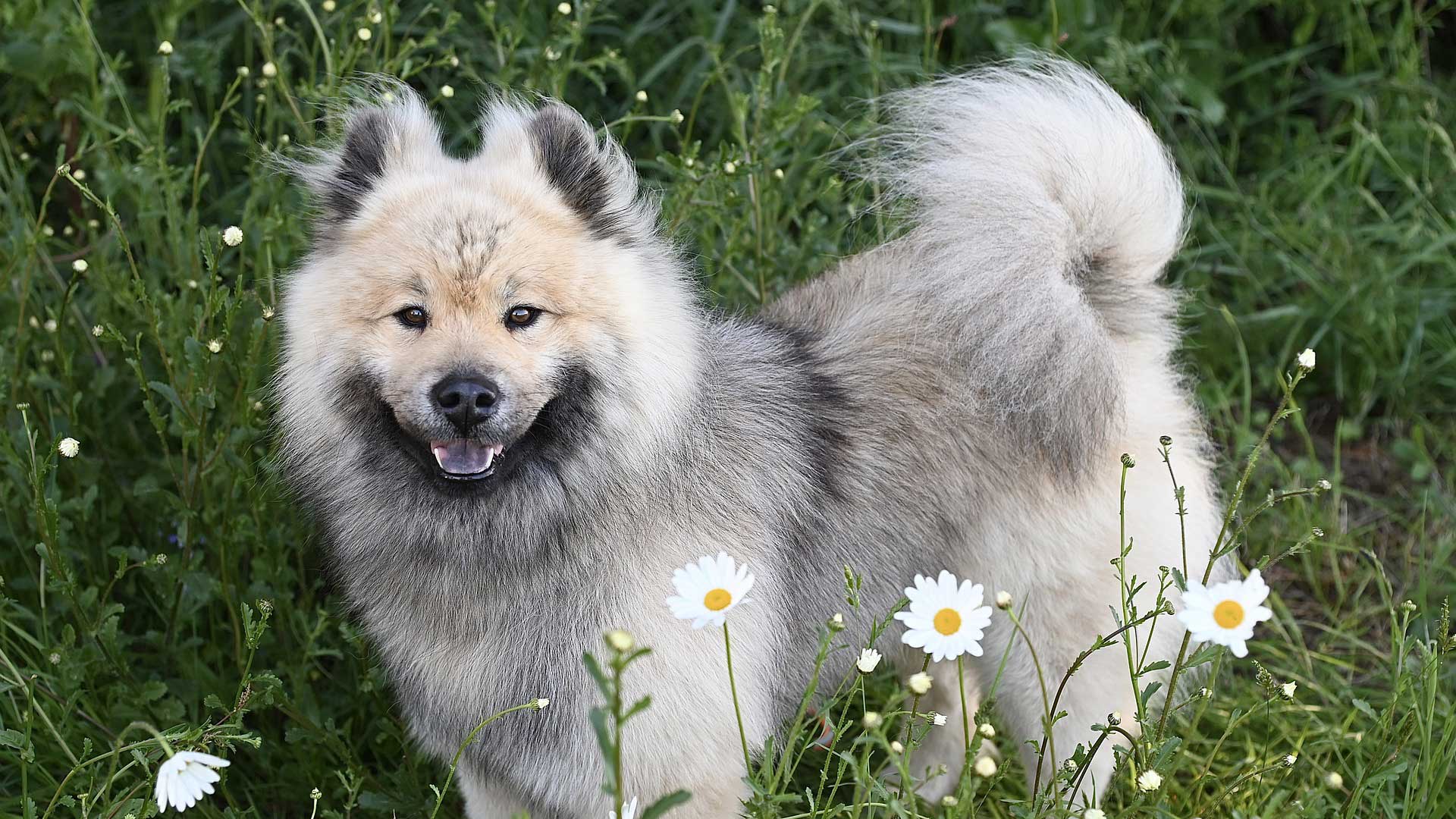 A photo of Dogs