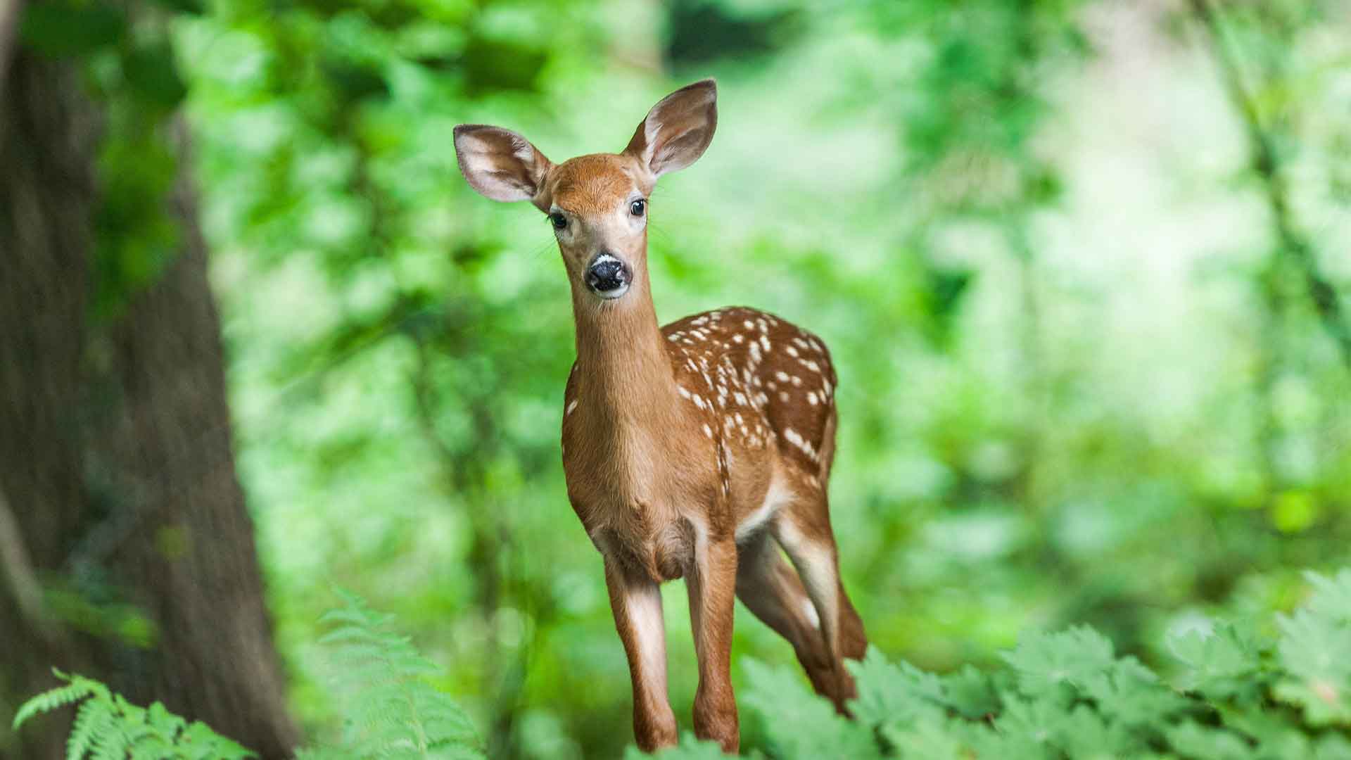 A photo of Animals