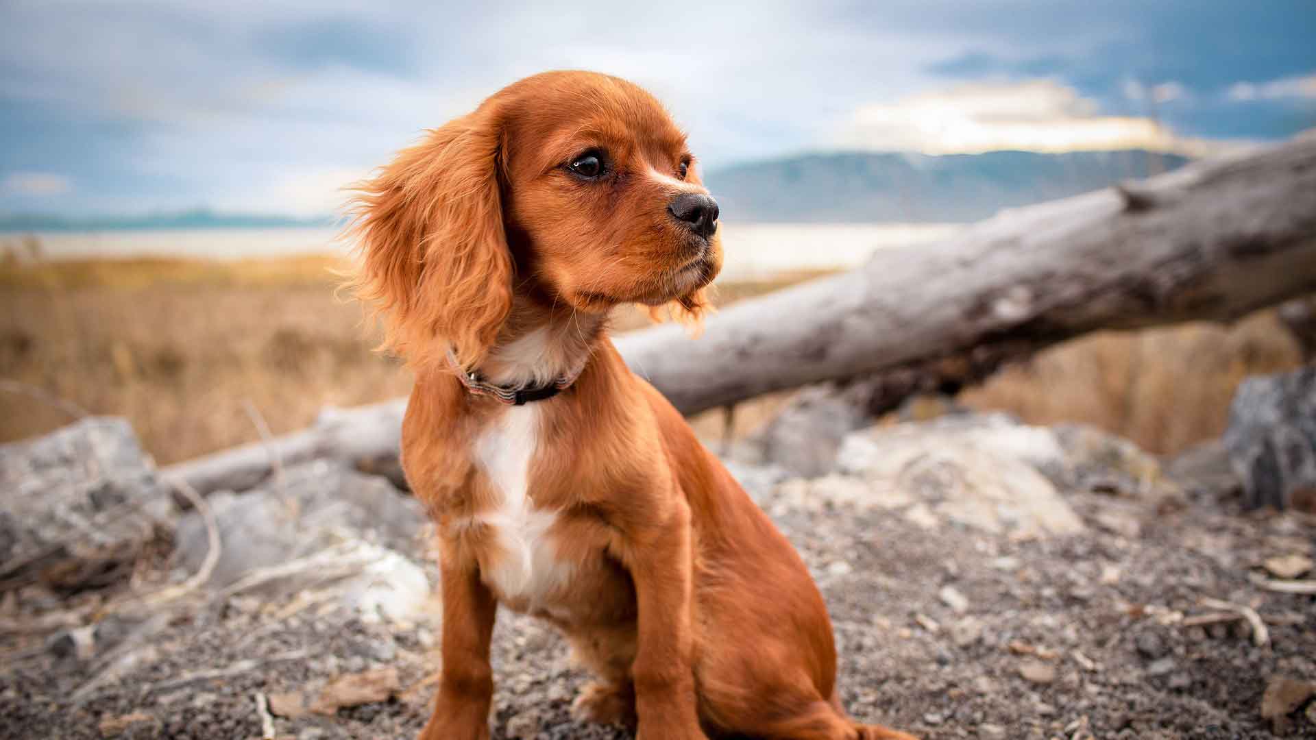 A photo of Dogs