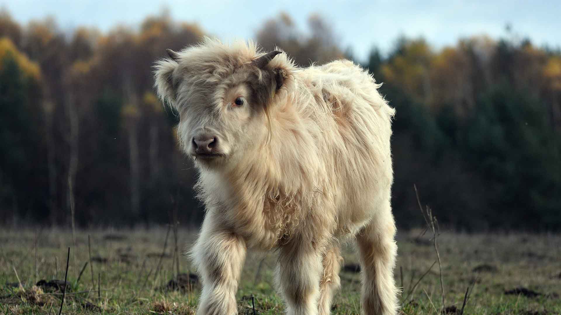 A photo of Animal babies